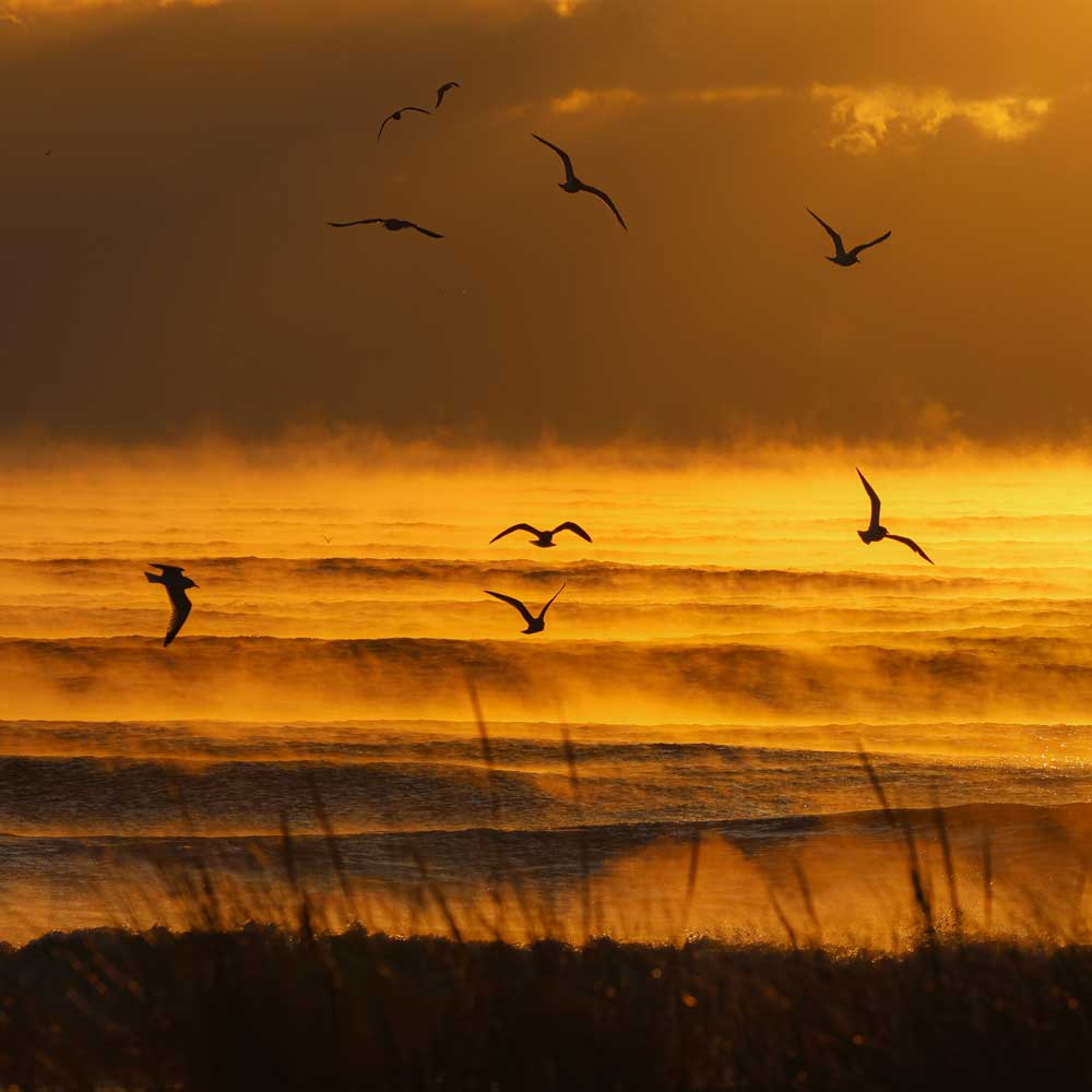 Seagulls & Sea Smoke