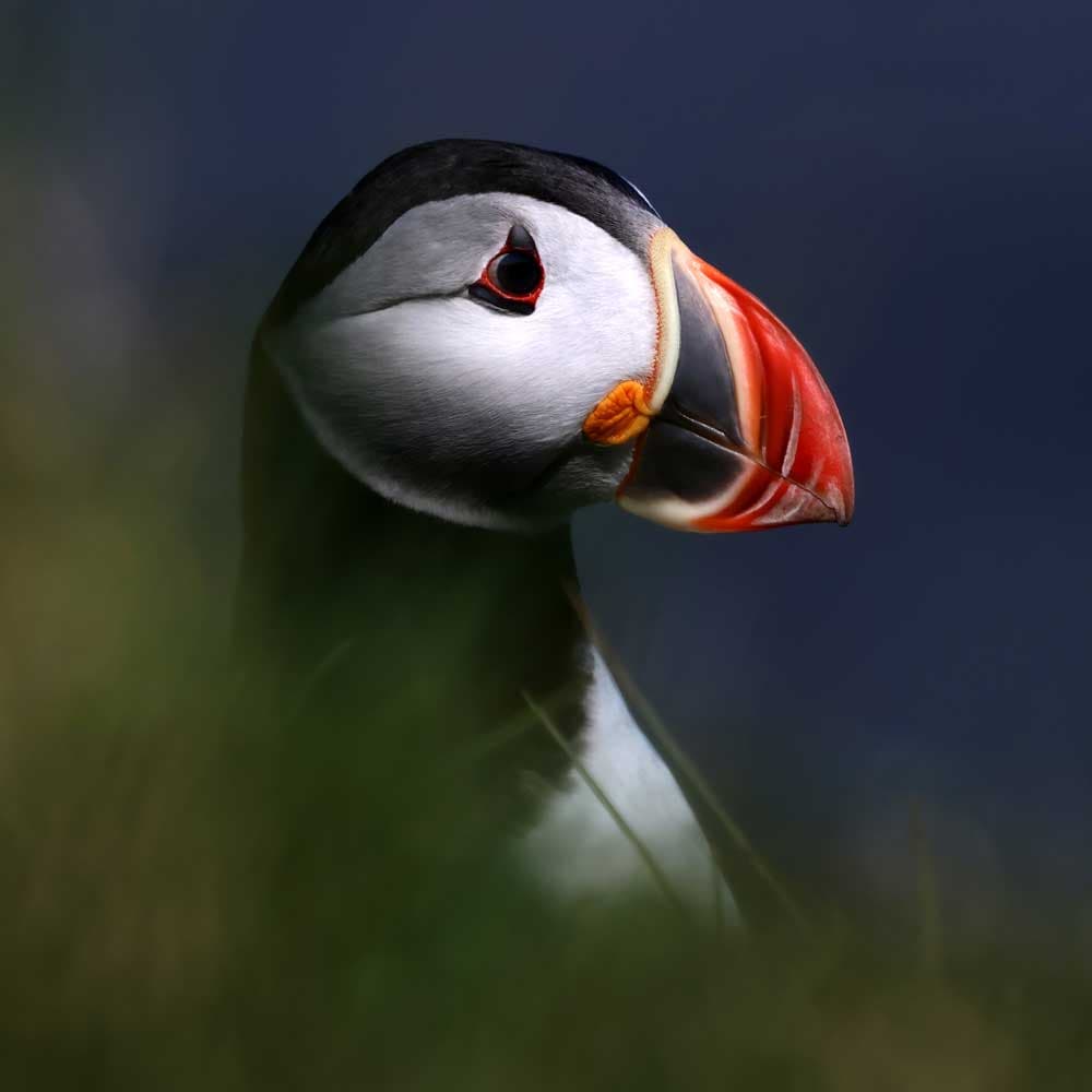 Atlantic Puffin
